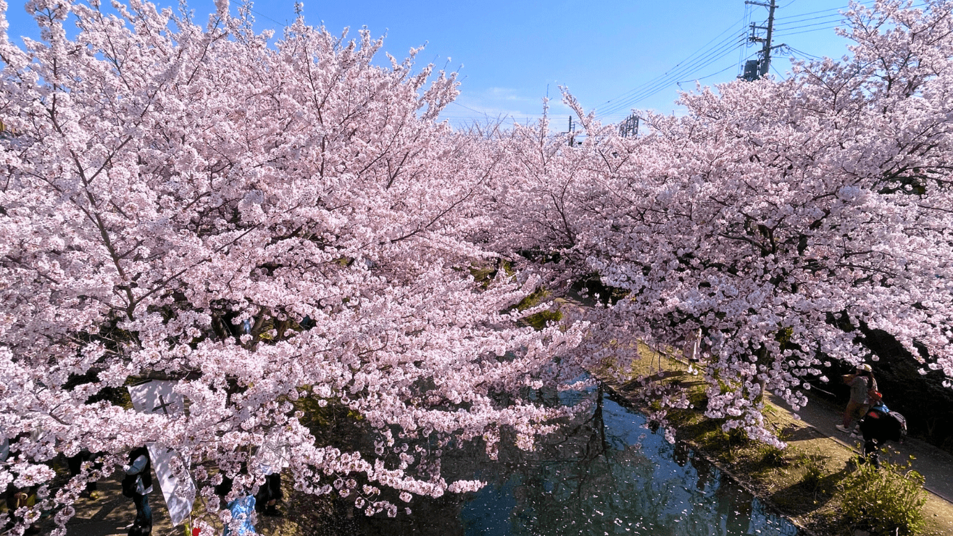 Cherry Blossom Season
