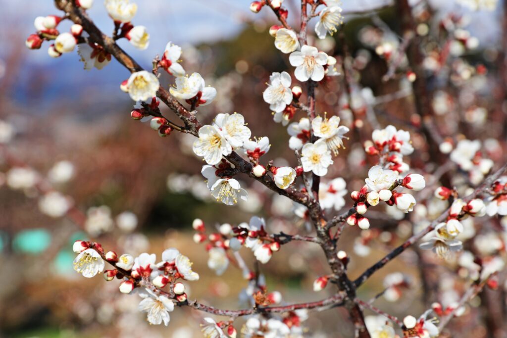 Plum Blossom Season in Japan: The Most Beautiful Places to See Early Spring Before Sakura 1 Plum Blossom Season
