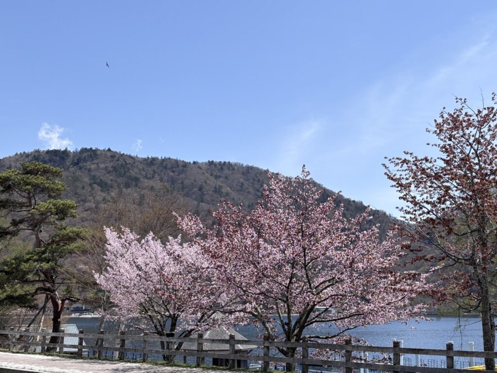 Best Cherry Blossom Day Trips from Tokyo: 4 Beautiful Sakura Escapes Near the City 5 34265264 m