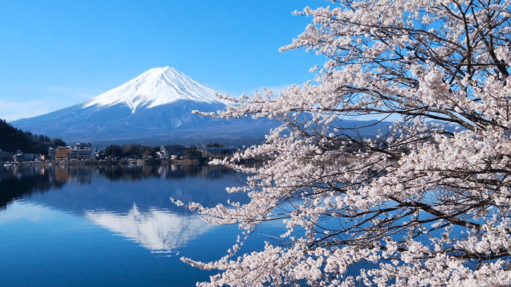 Magical Mount Fuji Cherry Blossoms 2025: Best Viewing Spots & Bloom Dates in April 1 Mount Fuji Cherry Blossoms