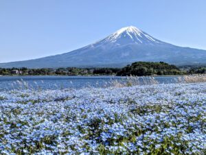 32655829 m