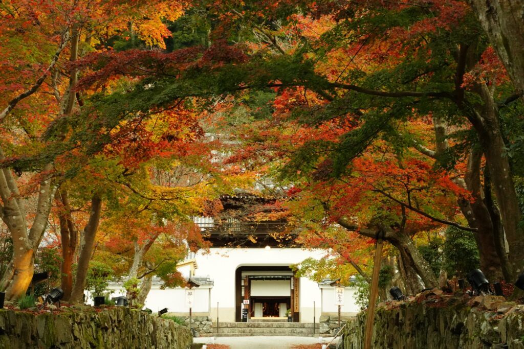 Autumn Day Trips