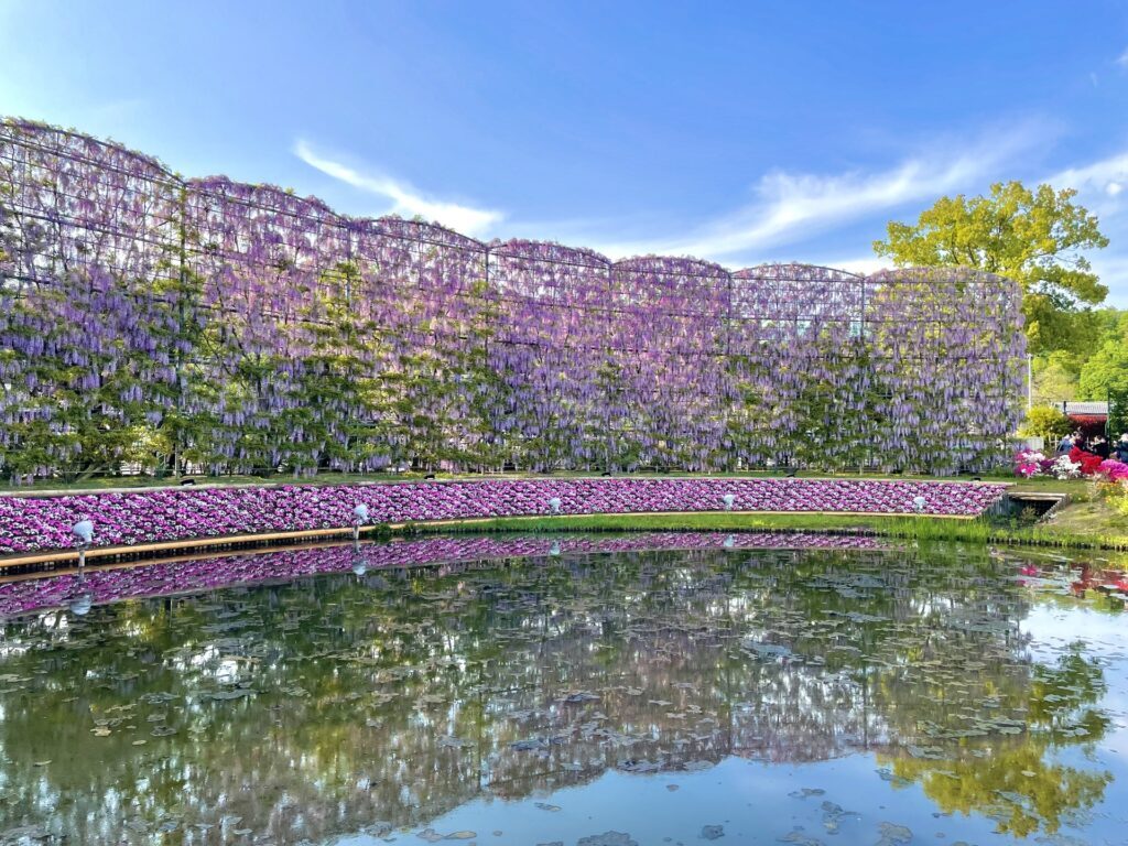 Wisteria Season in Japan
