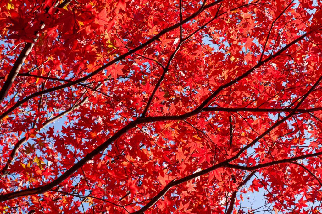 Japan in November