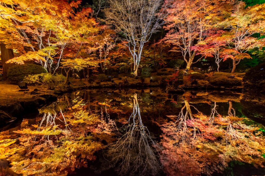 Autumn Lights in Japan 2025: Where to See the Best Fall Night Illuminations 9 24571587 m