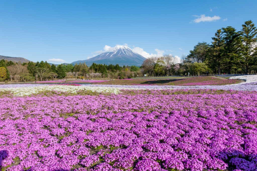 Fuji Shibazakura Festival 2026: A Stunning Spring Experience Near Mt. Fuji 3 24050858 m