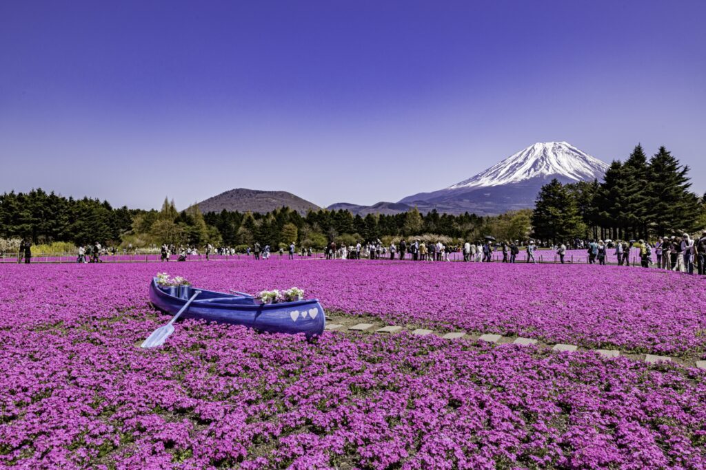 Fuji Shibazakura Festival 2026: A Stunning Spring Experience Near Mt. Fuji 4 34333956 m