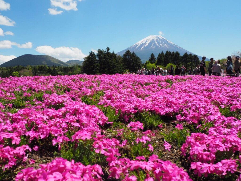 Fuji Shibazakura Festival 2026: A Stunning Spring Experience Near Mt. Fuji 5 4619546 m
