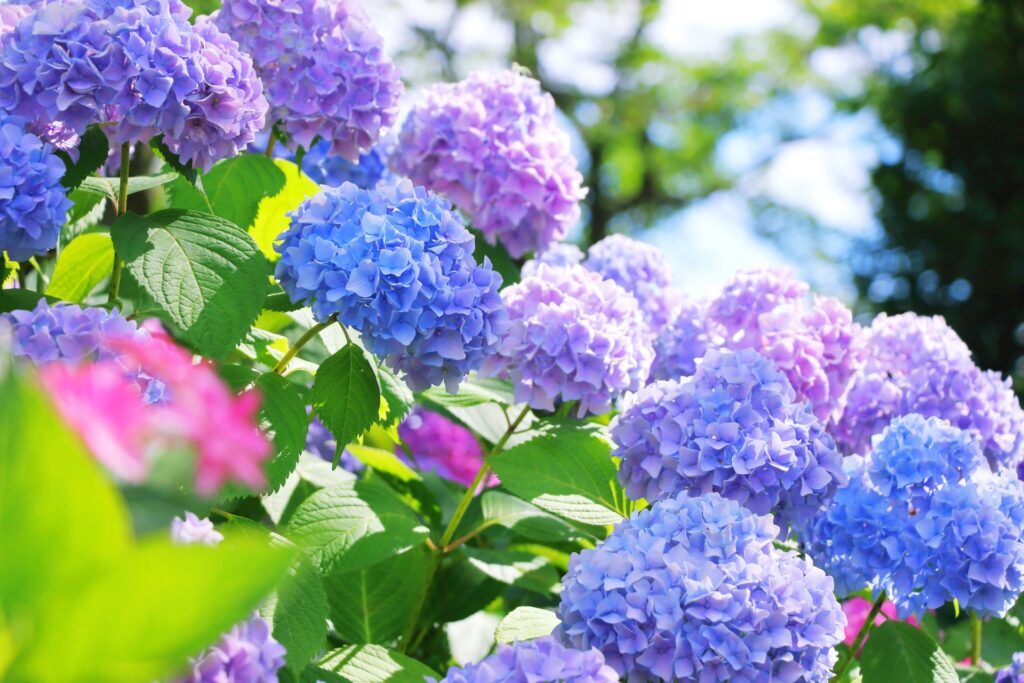Hydrangea season in Japan